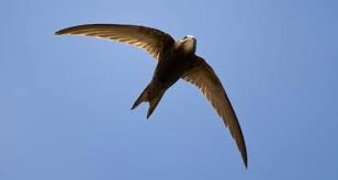 Результат пошуку зображень за запитом "стриж"