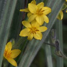 Image result for Hypoxis