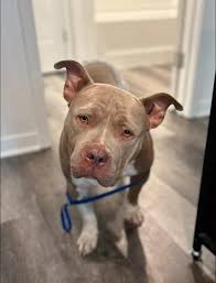 Meet Nova, Kevin, Jett, June, ￼Loki, Thor, Roxa, Molly, Nala and friends!  These are just a few of the animals we have FIXED at no cost to pet owners.  We can only