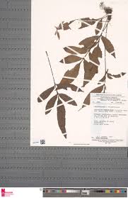 Image result for Asplenium variabile