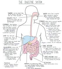 Digestive System Facts Cool Kid Facts Digestive System Diagram Digestive System Anatomy Medical School Studying