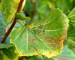 Image result for Cienfuegosia hildebrandtii