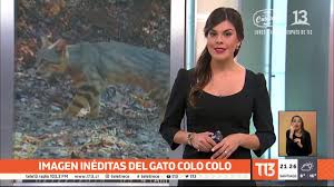 Maybe you would like to learn more about one of these? Imagen Ineditas Del Gato Colo Colo Gracias A Camaras Trampas Youtube