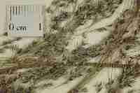 Image result for Panicum graciliflorum