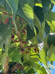 Image result for Morus indica