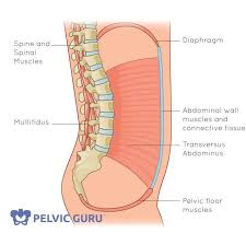 Anatomy of pelvic and acetabular muscles. What Is The Pelvic Floor ð—£ ð—¥ð—²ð—µð—®ð—¯