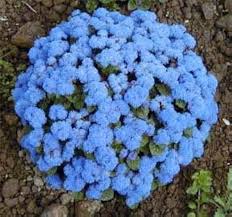 Image result for Ageratum houstonianum