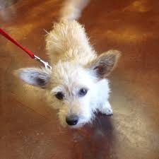Find the best pet supplies, food, drinks, and groceries near you. Choice Pet Market Pet Store In Chandler