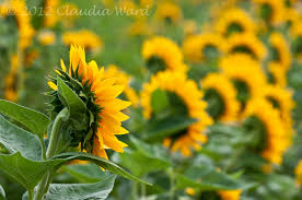 Maybe you would like to learn more about one of these? Sunflower Field Open Window