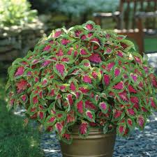 Image result for Coleus zombensis