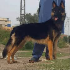 Find german shepherd dog puppies and breeders in your area and helpful german shepherd dog information. German Shepherd Double Coat Dog Buy And Sell Pets In Rawalpindi Pakistan