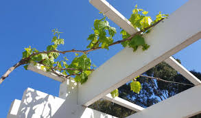 Image result for pruning grapes on a pergola