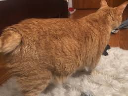 Fluid may accumulate in the abdomen, leading to a swollen abdomen, or in the chest cavity, resulting in difficulty with breathing. Swollen Belly Thecatsite