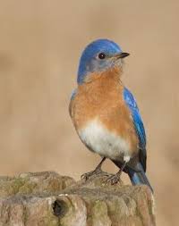 Birds Of Eastern Pa Bluebird Blue Bird Birds Beautiful Birds