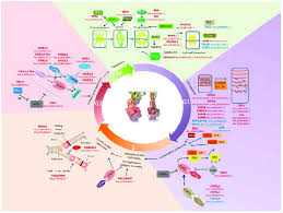 Check spelling or type a new query. Scheme Of Genetic Control Of The Plant Cell Cycle Genes Whose Download Scientific Diagram