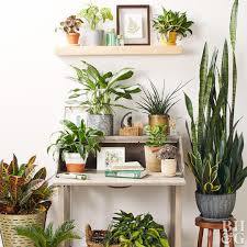 Find Out Where To Get Cheap Houseplants Online Skip The Nursery And Find Indoor Plants Online Keep Your L In 2020 Plant Decor Indoor Plant Decor Indoor Plants Bedroom