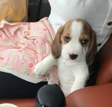 Top 500 male and female dog names. 100 Beagle Female Dog Names Female Dog Names Dog Names Beagle Dog