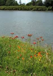 Image result for Alstroemeria pulchella