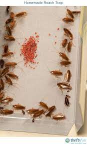 Of course there are plenty of pests—ants, cockroaches, gnats, moths, flies—that are easy to detect because you can see them scurrying around or flying the good news is that once you've discovered and identified the pest, there are several very effective diy solutions to eradicating the infestation. Roach Control Advice Pest Control Roaches Roach Control Diy Pest Control
