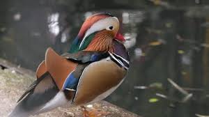 About 274 results (0.53 seconds). Mandarin Stock Video Footage 4k And Hd Video Clips Shutterstock