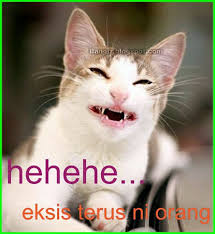  Gambar Kucing Lucu Imut Dan Paling Menggemaskan Sedunia Gambar Kucing Lucu Lucu Gambar Lucu