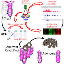 Please upload all mandatory document complete the list of mandatory documents note: Cohesin Rad21 Mediates Loss Of Heterozygosity And Is Upregulated Via Wnt Promoting Transcriptional Dysregulation In Gastrointestinal Tumors Cell Reports