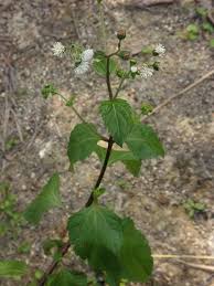 Image result for Adenostemma viscosum