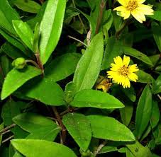 Image result for Eclipta prostrata