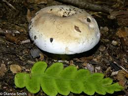 Image result for Russula compacta