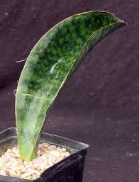 Image result for Sansevieria dawei