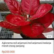 See more ideas about bunga raya. Selain Sebagai Tanaman Hias Berikut Manfaat Lain Tanaman Aglonema Ringtimes Banyuwangi