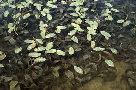Image result for Potamogeton