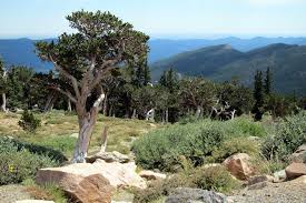 Plants of the canadian rockies. Colorado Native Plants For Landscaping