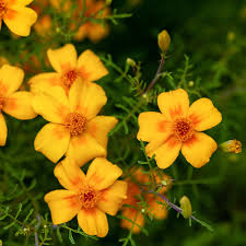 Image result for tagetes)