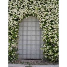 140mm Jasminum Azoricum Lemon Scented Jasmine Plant I N 3641668 Bunnings Warehouse Wall Climbing Plants Evergreen Vines Confederate Jasmine