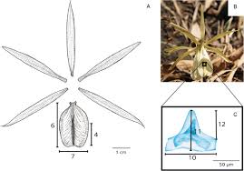 Image result for Nervilia petraea