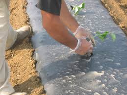 Learn what to do when you receive your plants, how to prepare your soil, plant, and care for your. Indiana Vegetable Gardening Timeline Tuttle Orchards Inc Indianapolis Apple Orchard Pumpkin Patch And Farm Store