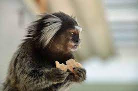 13 Small Monkey Breeds With Big Cute Eyes Some Can Be Pets Monkey Breeds Small Monkey Pet Monkey