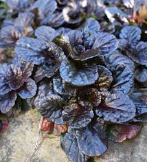 Image result for Ajuga