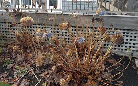 We did not find results for: How To Put Your Hydrangeas To Bed For Winter Your Modern Cottage