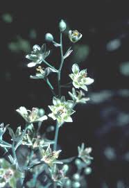 Image result for Secamone delagoensis