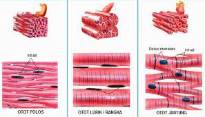 Bekerja di luar kesadaran kita. Mengenal Lebih Dekat Jenis Jenis Otot Biologi Edukasi Belajar Sains Biologi