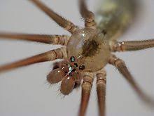 These carnivorous insects are easily recognized by their long, spindly legs and compact bodies. Pholcidae Wikipedia
