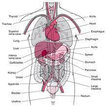 Adducts & flexes the arm (humerus). How To Body Organs Diagram Anatomy Organs Human Body Organs