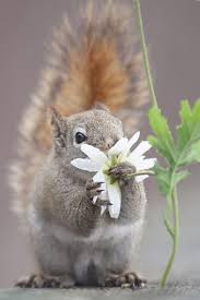 I See Beauty Around Me Photo Cute Animals Animals Beautiful Cute Squirrel