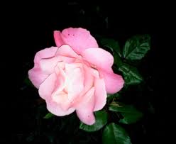 Find deals, aaa/senior/aarp/military discounts, and phone #'s for cheap concord new find hotels in concord using the list and search tools below. Elsie Ordway Obituary Concord Nh