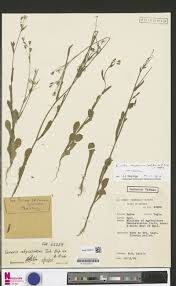 Image result for Emilia abyssinica