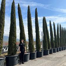 Image result for Cupressus sempervirens
