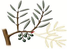 Epingle Sur Jardin