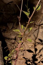 Image result for Lobelia trullifolia